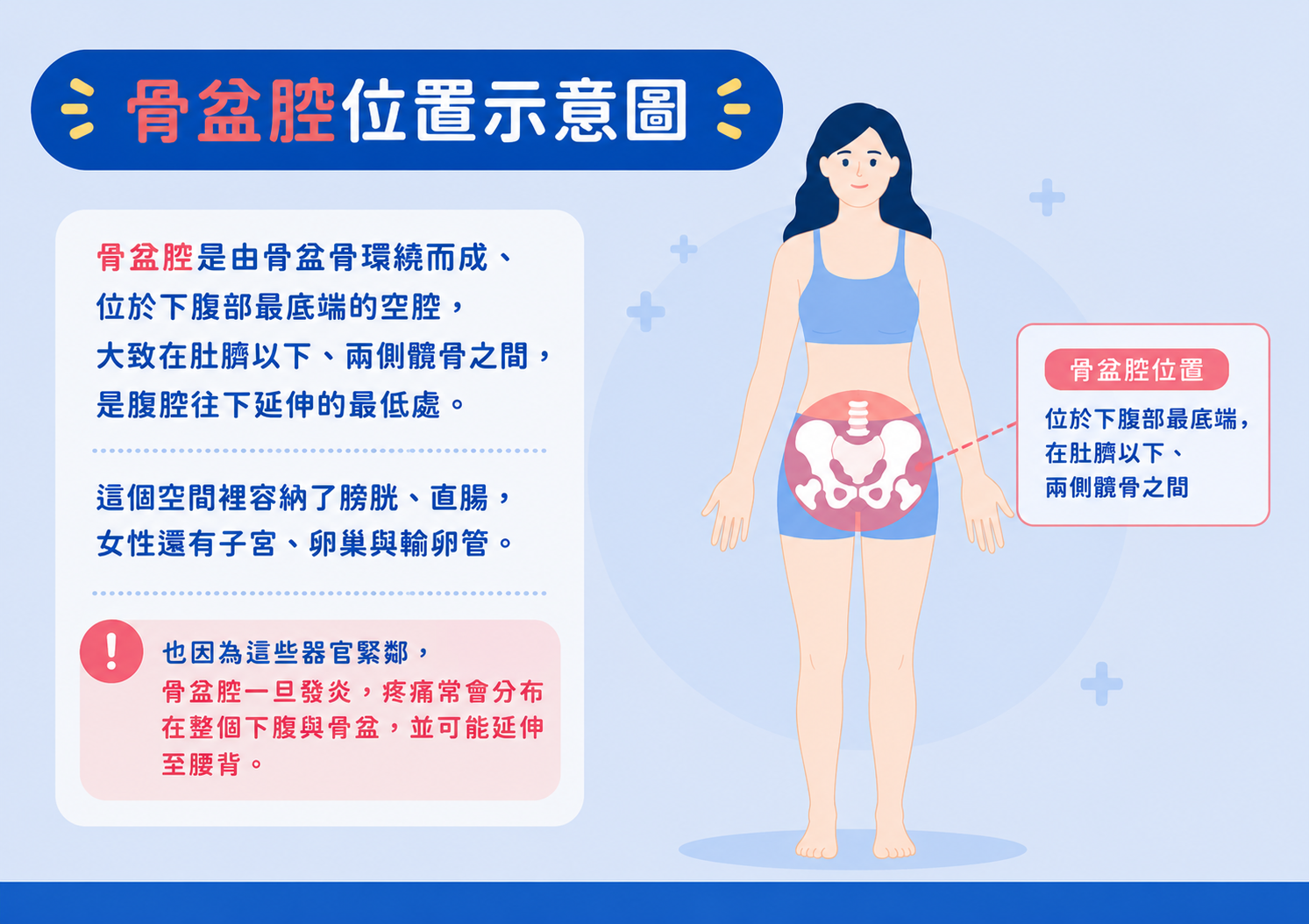 骨盆腔位置在哪裡？